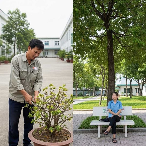 CÂY CÔNG TRÌNH ÍT BẢO DƯỠNG