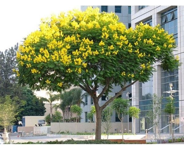 CÂY CÔNG TRÌNH ÍT BẢO DƯỠNG