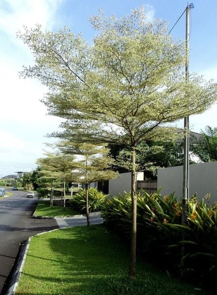CÂY CÔNG TRÌNH ÍT BẢO DƯỠNG