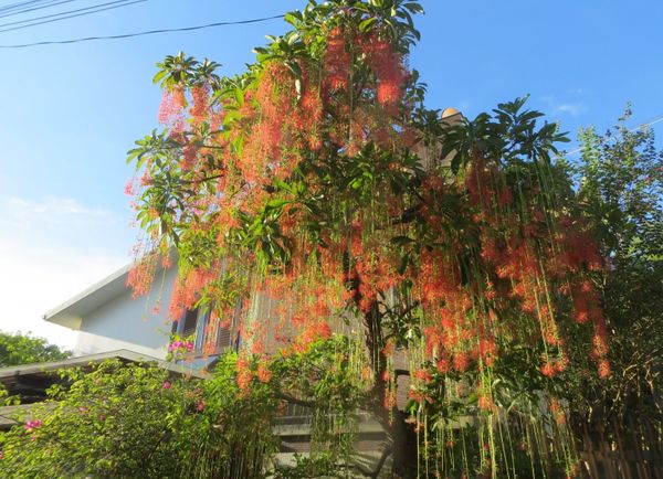 CÂY CÔNG TRÌNH ÍT BẢO DƯỠNG