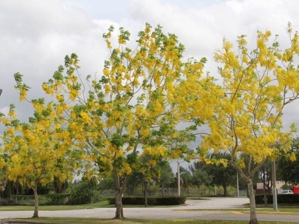 CÂY CÔNG TRÌNH ÍT BẢO DƯỠNG