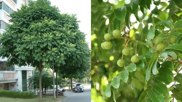 CÂY CÔNG TRÌNH ÍT BẢO DƯỠNG
