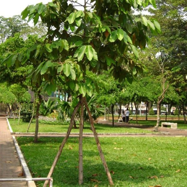 CÂY CÔNG TRÌNH ÍT BẢO DƯỠNG