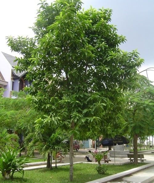 CÂY CÔNG TRÌNH ÍT BẢO DƯỠNG