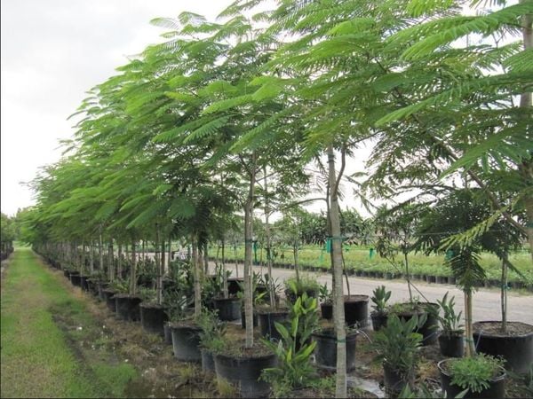 CÂY CÔNG TRÌNH ÍT BẢO DƯỠNG