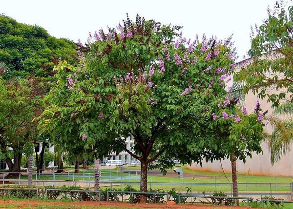 CÂY CÔNG TRÌNH ÍT BẢO DƯỠNG