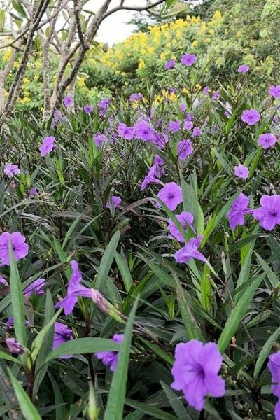 CÂY CHIỀU TÍM