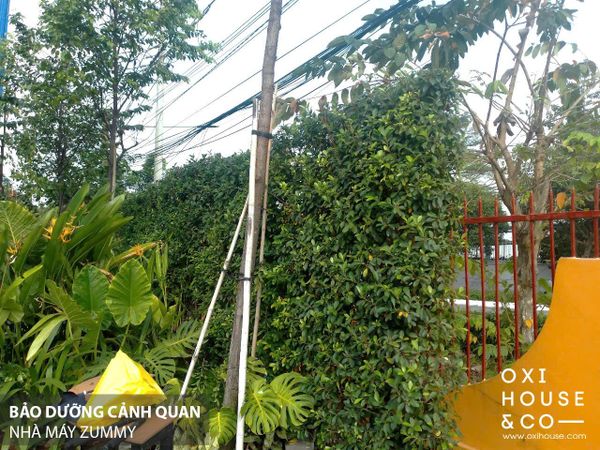 BẢO DƯỠNG CẢNH QUAN NHÀ MÁY