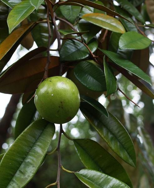 CÂY VÚ SỮA