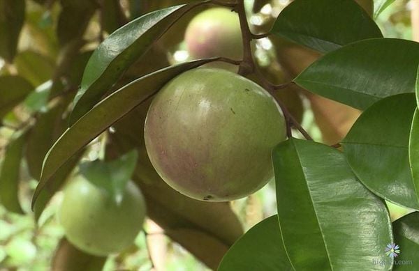 CÂY VÚ SỮA