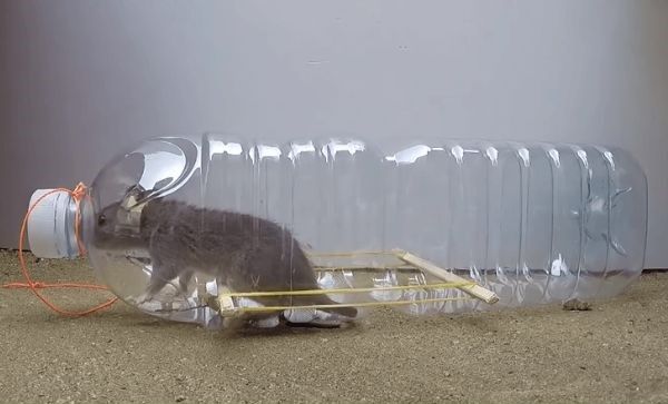 Bẫy chuột tự chế thông minh bằng chai nhựa cực dễ và hiệu quả
