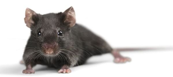 Bệnh sốt Haverhill là gì? Bệnh sốt do chuột cắn gây ra nguy hiểm không