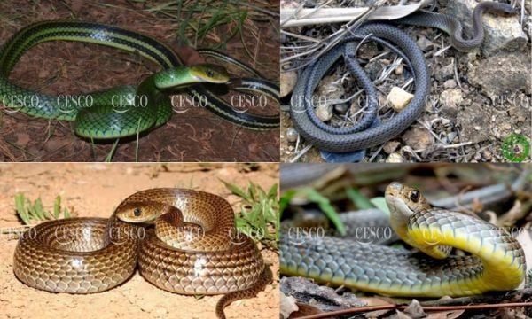 Các loài rắn lãi, rắn nước không có độc tại Việt Nam, đặc điểm của chúng