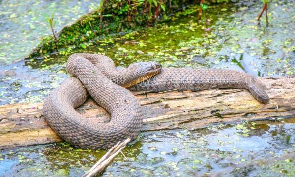 Các loài rắn nước có độc và rắn nước không có độc tại Việt Nam