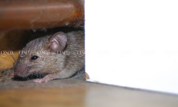 Tìm kiếm và phá các hang chuột để tăng hiệu quả đuổi chuột ra khỏi nhà