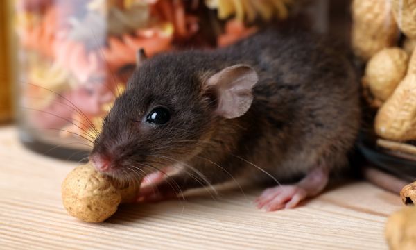Chuột nhà gặm nhấm thức ăn, làm gì để đuổi chuột ra khỏi nhà