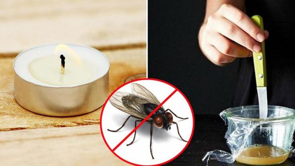 Đuổi ruồi bằng giấm ăn tại nhà
