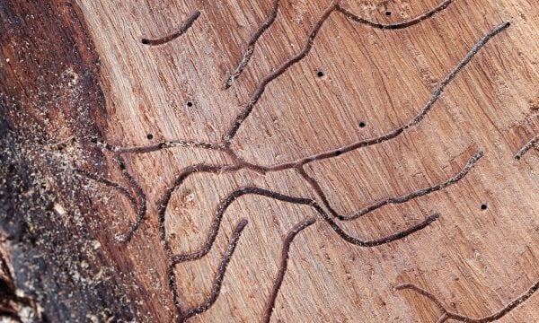 mối ăn gỗ tạo ra các đường hầm nổi trên các bề mặt vật dụng trong nhà