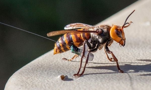 Ong bắp cày Việt Nam chích có sao không?