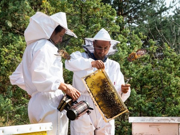 Các cách phòng tránh ong đốt bạn nên biết