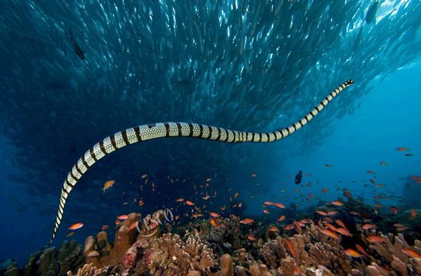 Bị rắn biển cắn sơ cứu như thế nào?