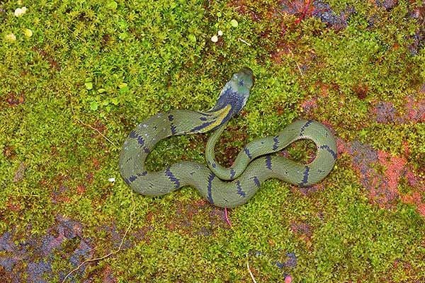 Rắn hoa thảm cỏ và rắn lục nước, rắn nước sở hữu cắm không
