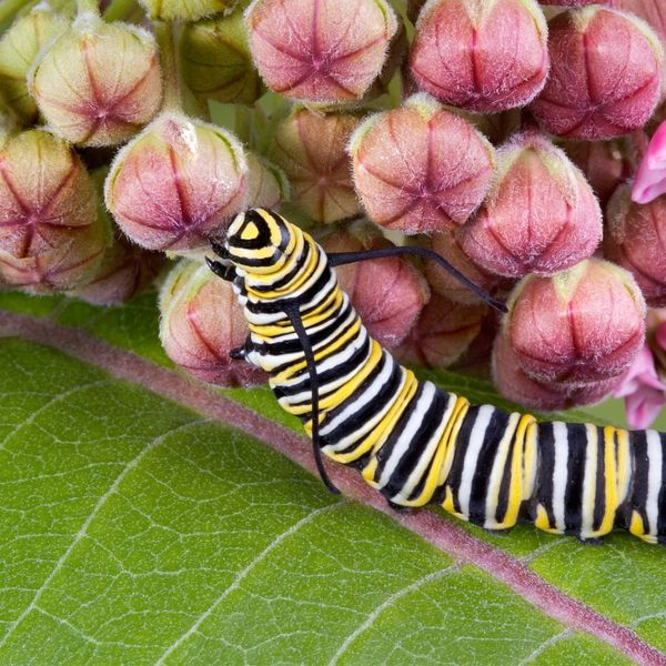 Thức ăn của sâu bướm là gì?