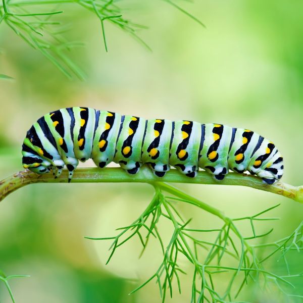 Các loài sâu bướm trong tự nhiên