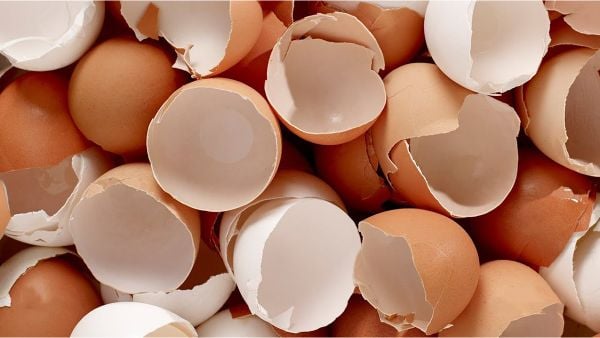 Treo vỏ trứng trước nhà có giúp đuổi rắn mối không?