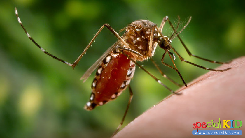 10 đặc điểm nhận diện của bệnh sốt xuất huyết Dengue
