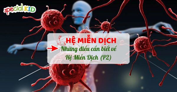 Hệ miễn dịch và những điều cần biết về hệ miễn dịch (Phần 2)