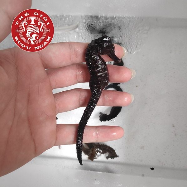 Cá Ngựa Sống Tại thegioiruoungam.com