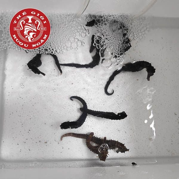 Cá Ngựa Sống Tại thegioiruoungam.com