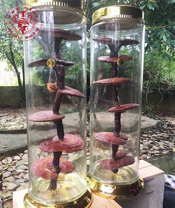 Cách ngâm nấm lim xanh rừng đạt chuẩn