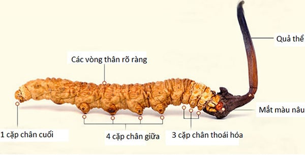 Đặc điểm hình dáng Đông Trùng Hạ Thảo Tây Tạng