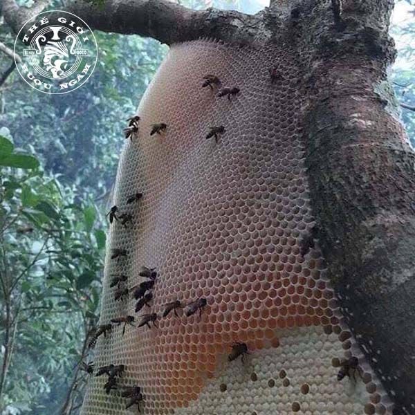 Hình ảnh sản phẩm Tổ Mật Ong Khoái Rừng