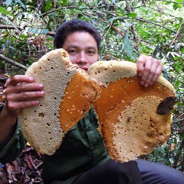 Hình ảnh sản phẩm Mật Ong Khoái Rừng Nguyên Tổ