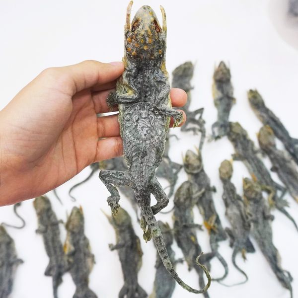 Rượu tắc kè bổ thận ích tinh Rượu tắc kè bổ thận ích tinh