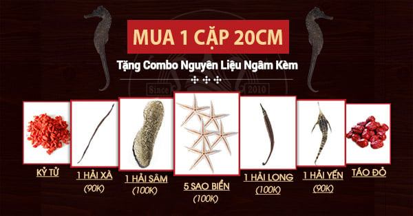 Quà tặng khi mua cá ngựa chúa đại dương 20cm