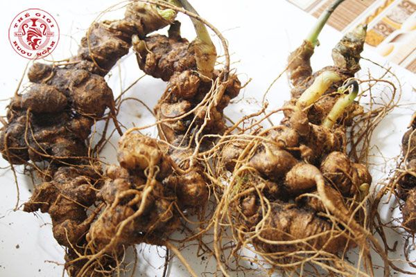 Củ tam thất bắc có tốt cho sức khỏe không? Củ tam thất bắc có tốt cho sức khỏe không?