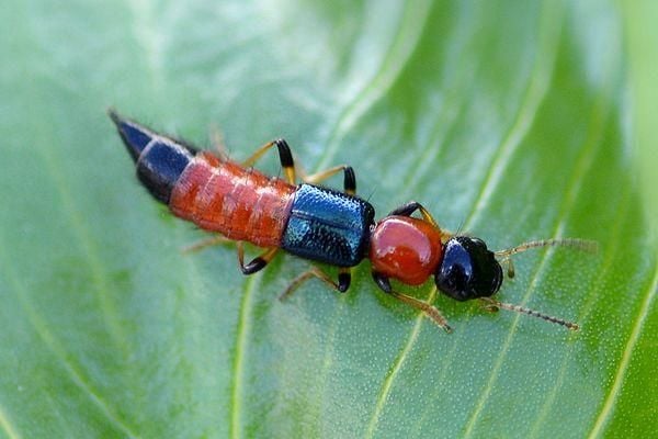 Top 5 côn trùng nguy hiểm tiềm ẩn trong mọi gia đình