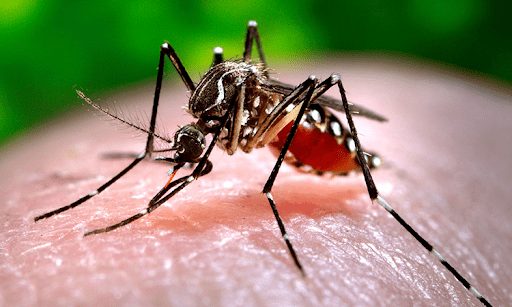 Sự nguy hiểm của muỗi vằn và cách phòng chống sốt xuất huyết