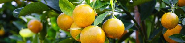 Các loại trái cây đặc sản không thể bỏ lỡ vào tháng 11