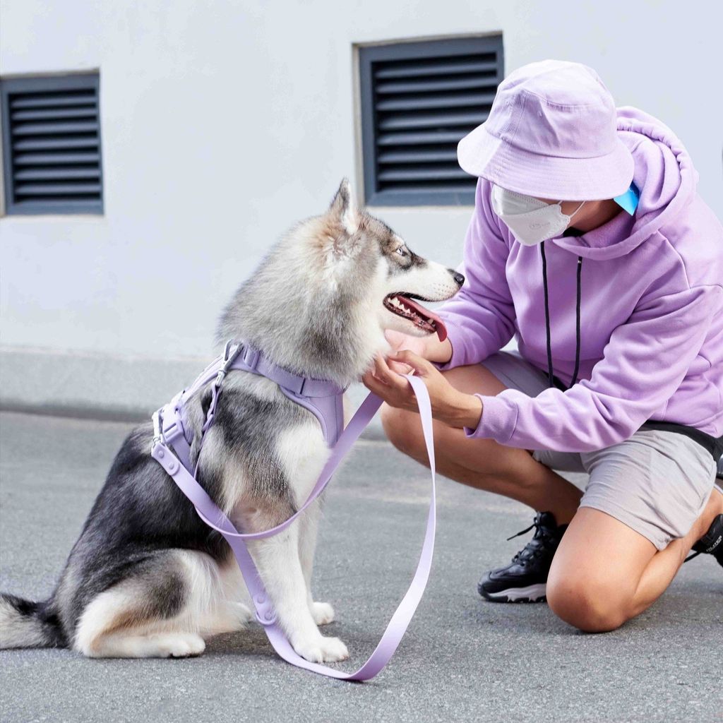 Can Dog Harnesses Cause Hair Loss? Understanding and Preventing Canine Skin Issues