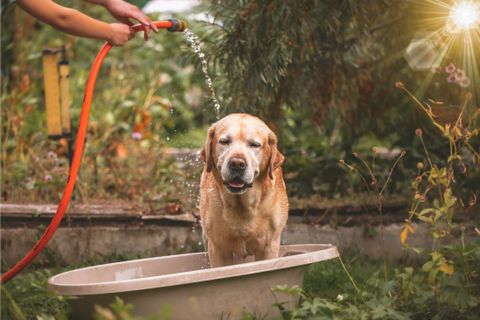 5 Tips to Take Care of Your Dog in Hot Weather