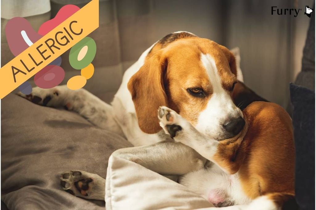 Chó Bị Dị Ứng Thức Ăn Phải Làm Sao? Triệu Chứng và Cách Khắc Phục