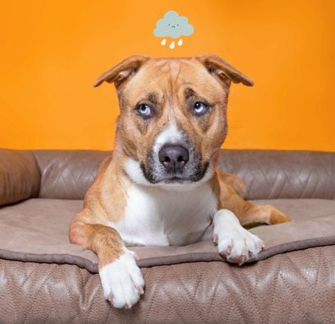 Do Dogs Get Sad? How To Entertain Them?