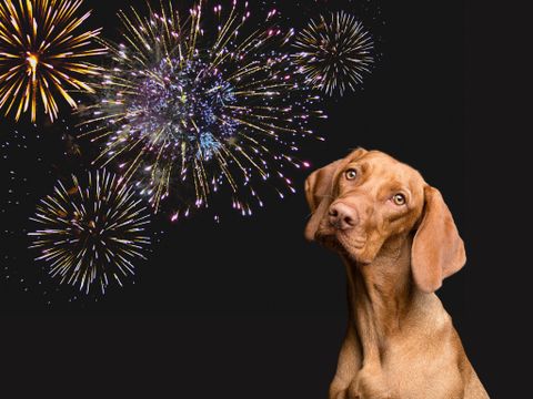 What Happens to Dogs When They Hear Fireworks?