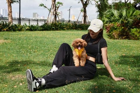 Giống chó Poodle: Đặc điểm tính cách và cách chăm sóc