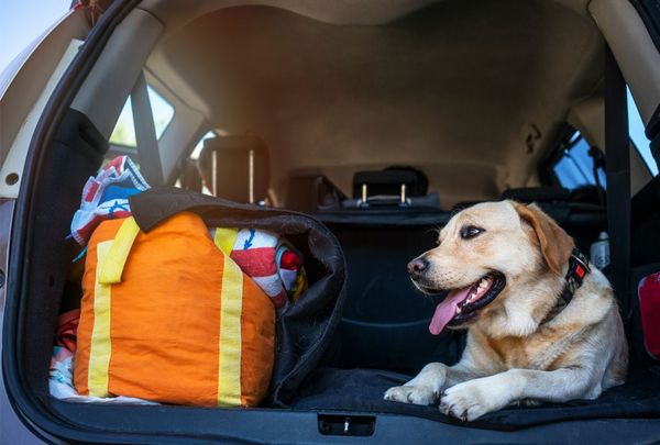 Essential Guides for Traveling With Your Dog